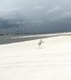 Dalmatian has fun chasing birds on the beach