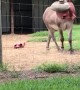 Donkey Plays with Popped Toy