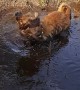 Dog Does Mind the Mud