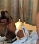 Loyal dogs react after seeing owner after open heart surgery
