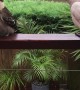 Kookaburra Ignores Noisy Neighbor