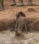 Elephants suddenly rush over to help baby stuck in bank