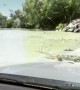 Waiting at an Australian Croc Crossing