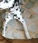 Dalmatian shocked after receiving giant bone treat