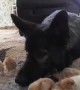 Gentle German Shepherd looks over and cuddles baby chicks