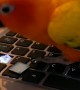 Sun Conure Offers IT Support