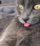 Tongue Out for Tired Cat