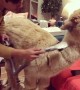 Alpaca Gets Groomed