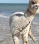 Alpaca Plays at the Beach
