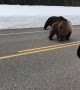 Beautiful Bears Out for  a Stroll