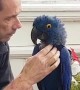 Sunshine the Sleepy Macaw