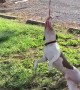 Hilarious Dog Hanging Around