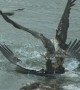 Juvenile Eagle Body Slams Adult for Some Fish