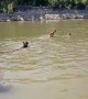 Bear and Beach Goers Swim Together
