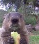 Groundhog Stops by for Breakfast