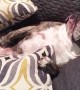 Totally relaxed bulldog refuses to get up to go outside