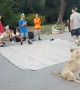 Breakdancing Doggy Joins Performance
