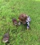 Baby plays in grass with cute baby otters