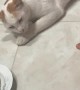 Sleepy Kitty Snatches Dinner