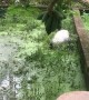 White Haired Dog Makes a Muddy Mess