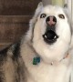 Vocal husky needs extra convincing when it comes to walk time