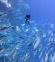 Giant Trevally School Encircles Diver