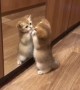 Kitty Takes Itself on in Mirror