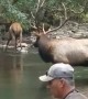 Elk Share Stream with Fisherman