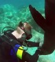 Playful sea lion attacks diver in Mexico
