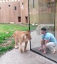 Lionesses playfully interact with zoo visitor