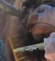 Bull Really Likes Rake Scratches
