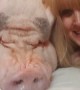 Mom Surprises Her Mini Pig