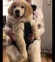 Super cute Golden Retriever humiliated by owner
