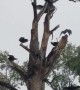 Vultures Dry Wings in Dead Tree