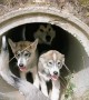 Pups in a Pipe