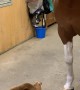 Dog and Horse Have a Hug