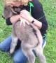 Baby Donkey Craves Cuddles