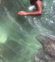 Swimming with Sea Turtles