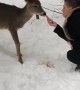 Deer Tries to Pet Person Back