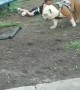 Dog Puts Kid in the Dirt