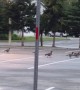 Geese Go Walking