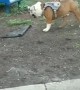Dog Puts Kid in the Dirt