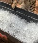 Big Cat Intrigued with Ice