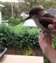 Friendly and Cute Kookaburra