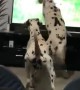 Dalmatians see dogs on TV, accidentally knock it over