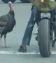 Tangling with a Turkey in an Intersection