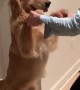 Golden Retriever has fun dancing with his owner