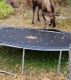 Moose Mangles the Trampoline