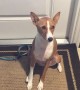 Talkative Basenji dog lets us know wha\'s on her mind