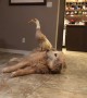 A Duck Lands on a Dog